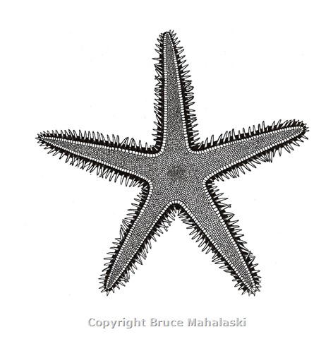 036 - Starfish Picture 