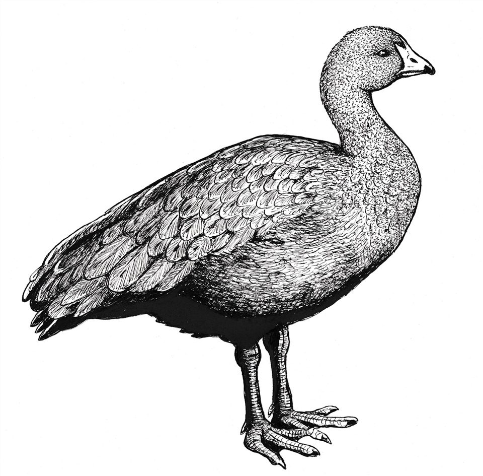 Extinct New Zealand South Island Goose