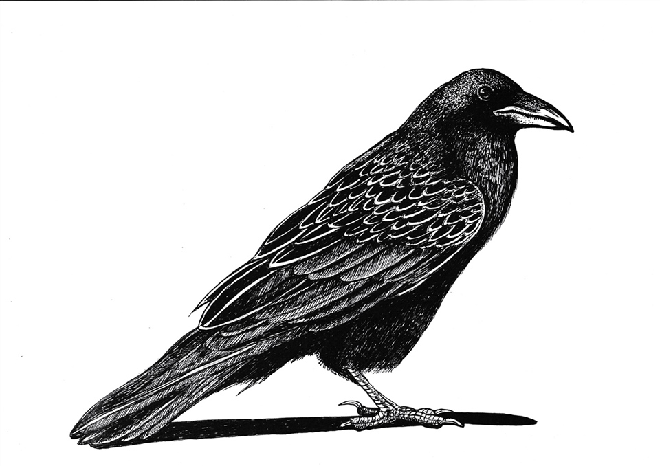 Extinct New Zealand Raven