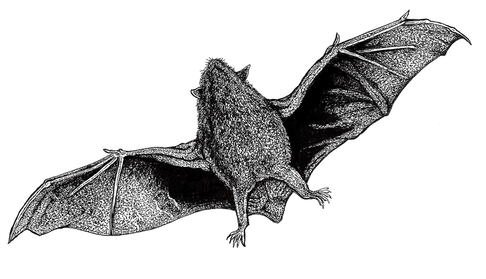 NZ Extinct Greater Short tailed Bat