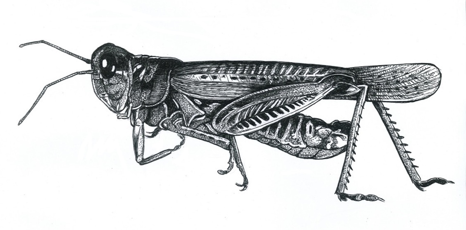  Rocky Mountain locust (Melanoplus spretus)