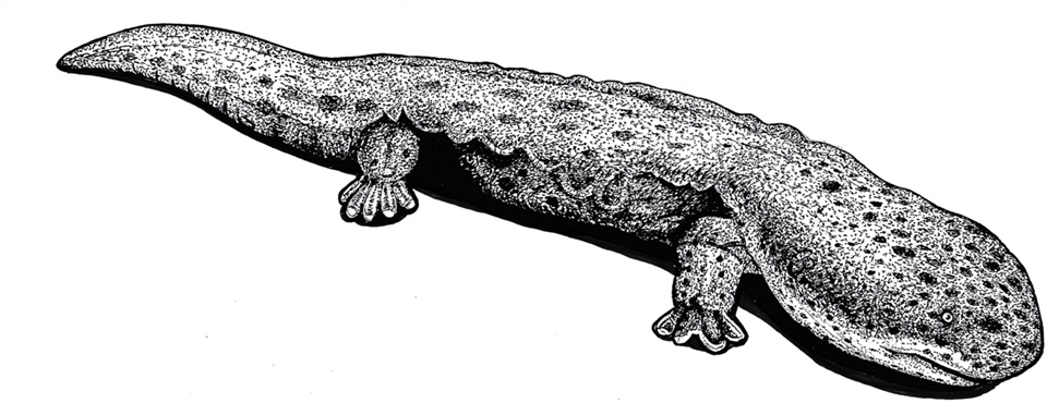 Giant Japanese salamander