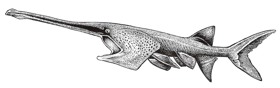 Extinct Chinese paddlefish (Psephurus gladius)